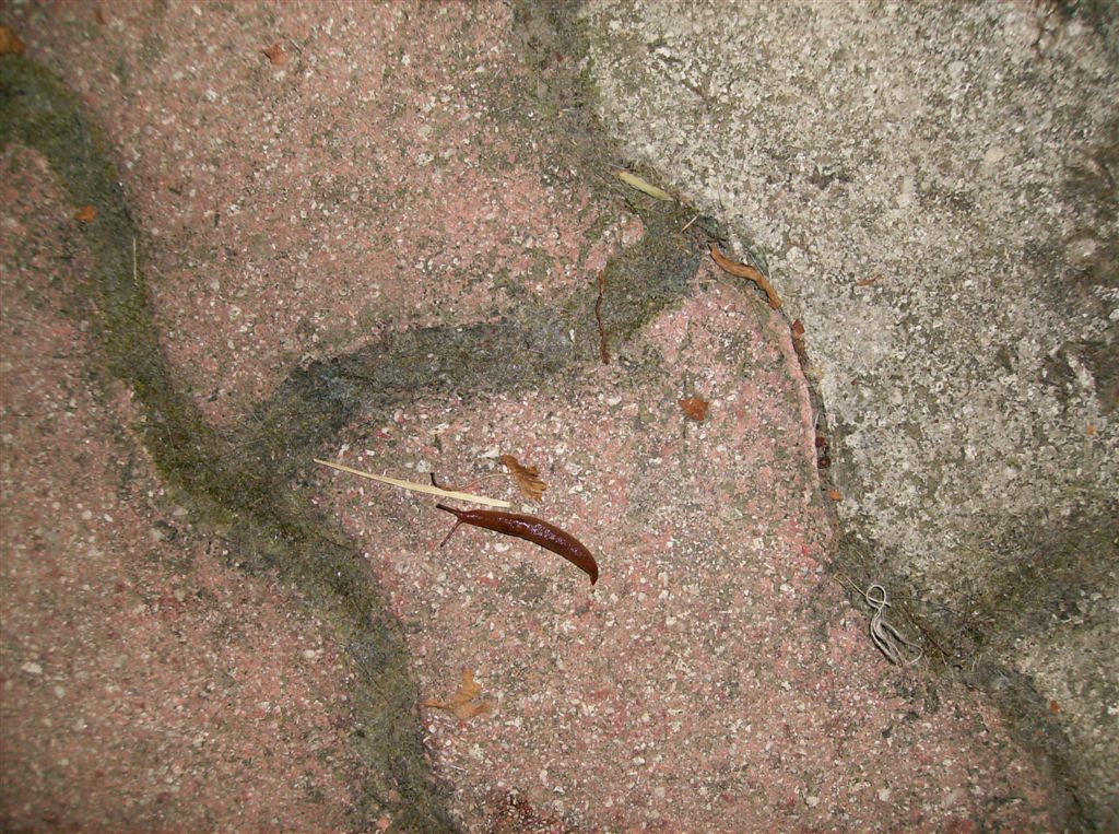Limacus flavus Linnaeus da Agnano (Na)